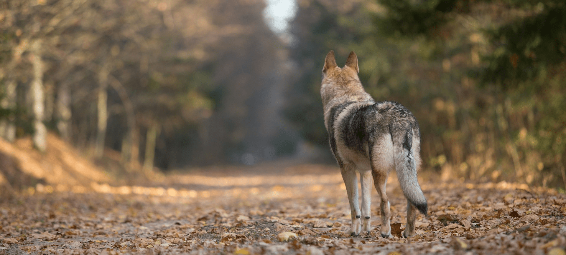 You Shouldn`t Die Hard – The Adversity of the Lone Wolf: Why Men Aren’t Meant to Suffer Alone